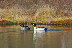 common goldeneye ducks