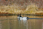 common goldeneye ducks