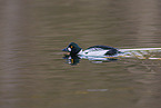 common goldeneye duck