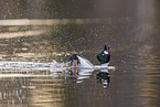 common goldeneye duck