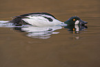 common goldeneye duck