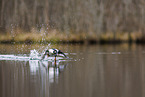 common goldeneye duck