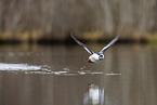 common goldeneye duck