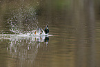 common goldeneye duck