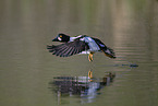 common goldeneye duck