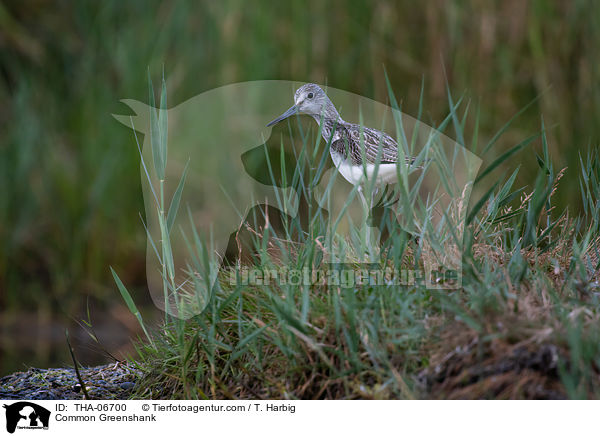 Grnschenkel / Common Greenshank / THA-06700