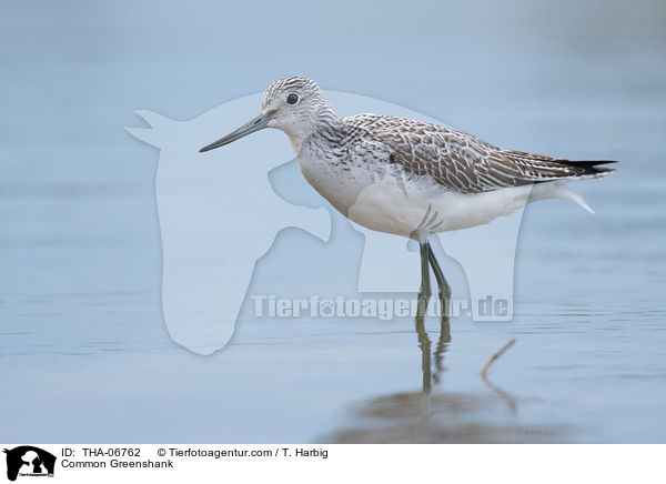 Common Greenshank / THA-06762