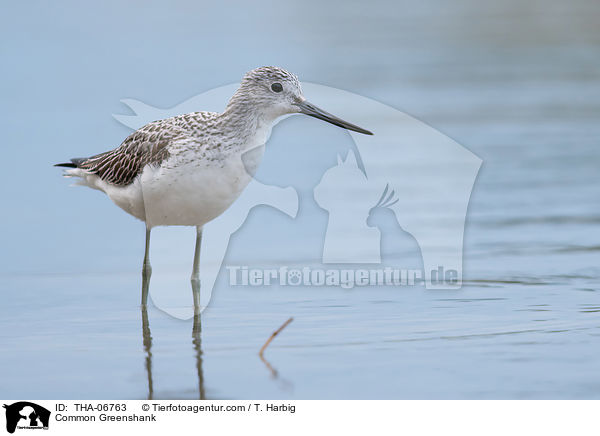 Grnschenkel / Common Greenshank / THA-06763