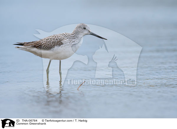 Grnschenkel / Common Greenshank / THA-06764