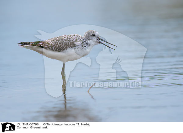 Common Greenshank / THA-06766