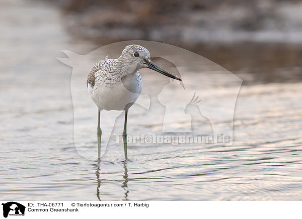 Common Greenshank / THA-06771