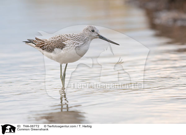 Common Greenshank / THA-06772