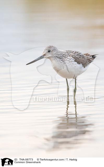 Common Greenshank / THA-06773