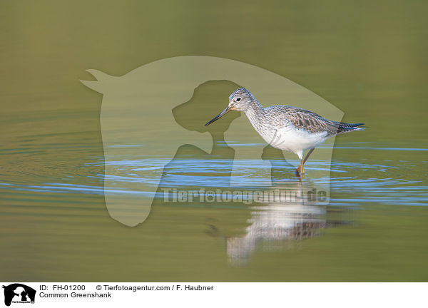 Grnschenkel / Common Greenshank / FH-01200