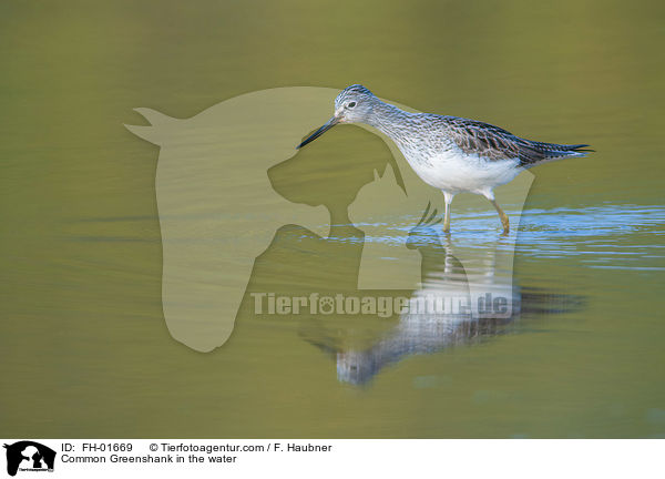 Common Greenshank in the water / FH-01669