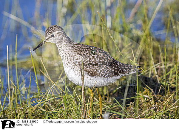 Grnschenkel / greenshank / MBS-28930