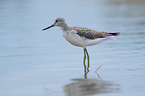 Common Greenshank