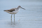 Common Greenshank