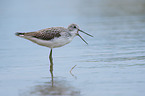 Common Greenshank