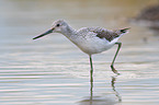 Common Greenshank