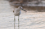 Common Greenshank