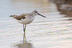 Common Greenshank