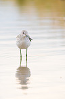 Common Greenshank