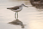 Common Greenshank