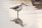 Common Greenshank