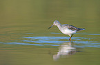 Common Greenshank