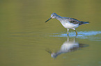 Common Greenshank in the water