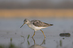 common greenshank