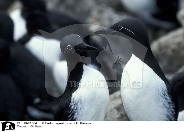 Common Guillemot / HB-01064