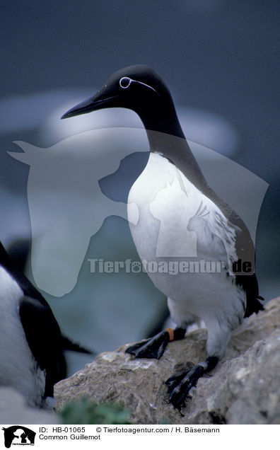 Trottellummen / Common Guillemot / HB-01065