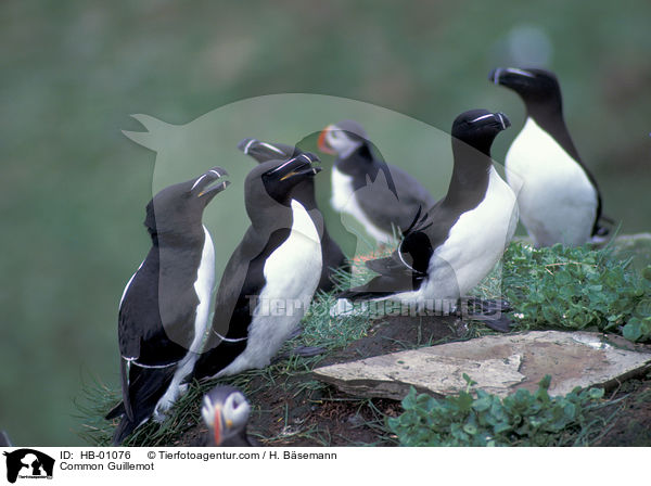 Common Guillemot / HB-01076