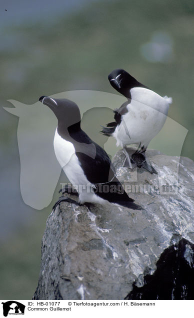 Trottellummen / Common Guillemot / HB-01077