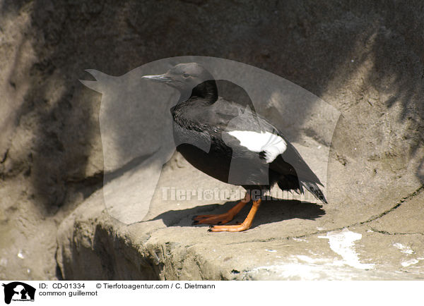 common guillemot / CD-01334