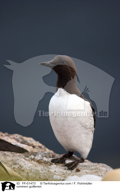 common guillemot / FF-01473