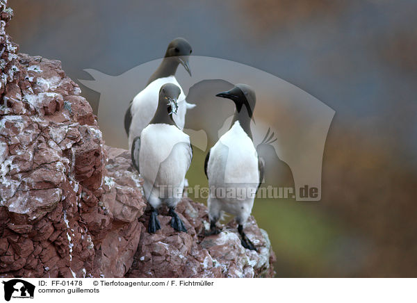 Trottellummen / common guillemots / FF-01478