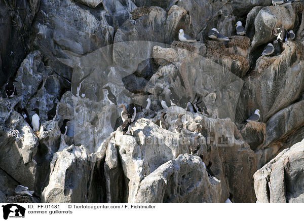 Trottellummen / common guillemots / FF-01481