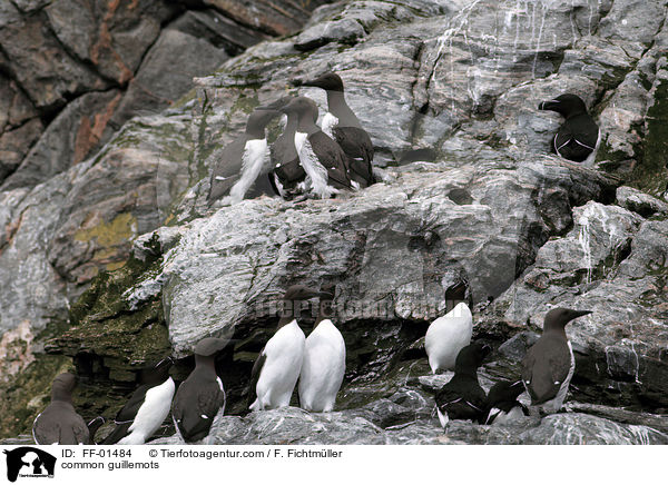 common guillemots / FF-01484