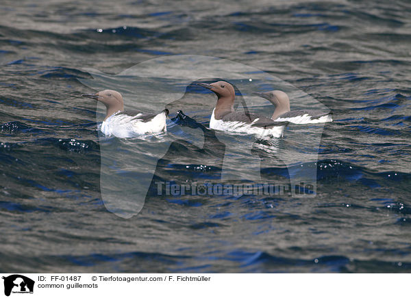 Trottellummen / common guillemots / FF-01487