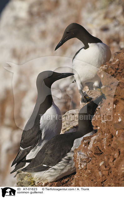Trottellumme / common guillemot / AT-01623