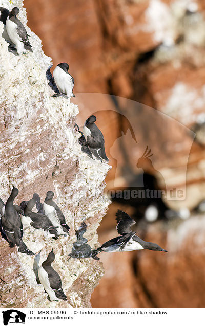 common guillemots / MBS-09596