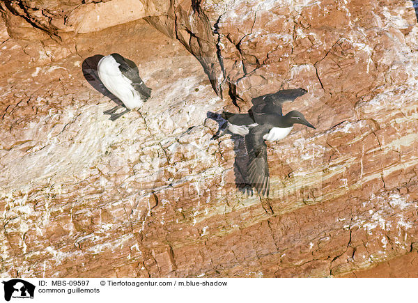 common guillemots / MBS-09597