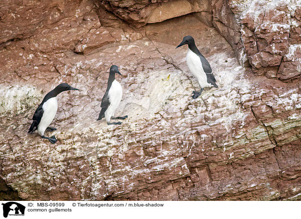 common guillemots / MBS-09599