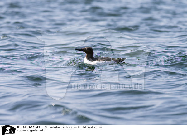 common guillemot / MBS-11041