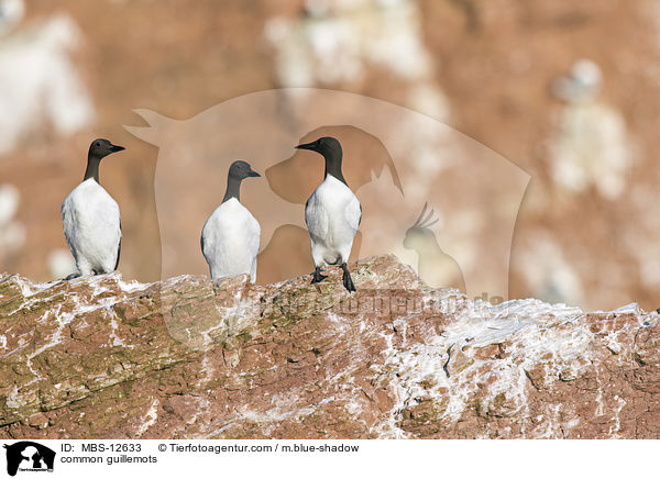 Trottellummen / common guillemots / MBS-12633