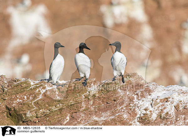Trottellummen / common guillemots / MBS-12635