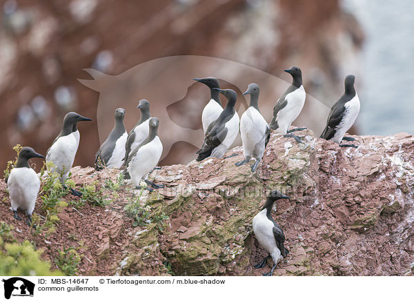 common guillemots / MBS-14647